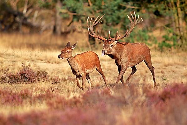 Red deer