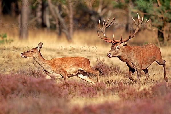 Red deer