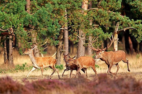 Red deer