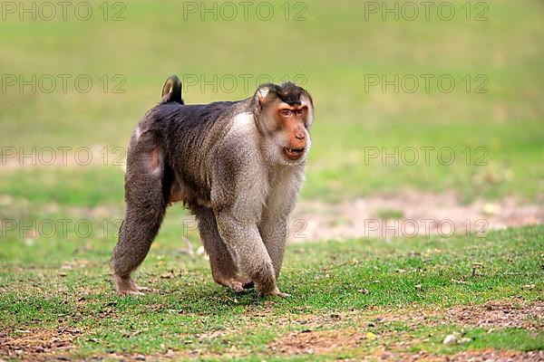 Southern pig-tailed macaque