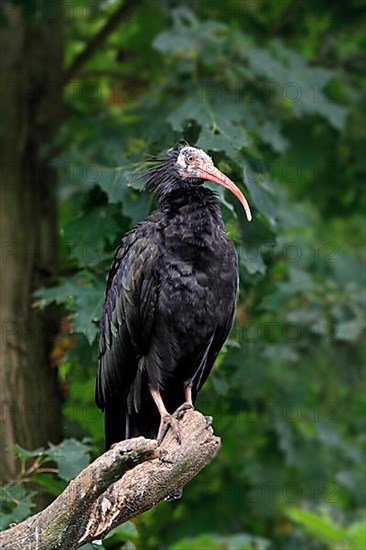 Bald Ibis