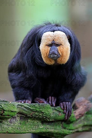 White-headed Saki