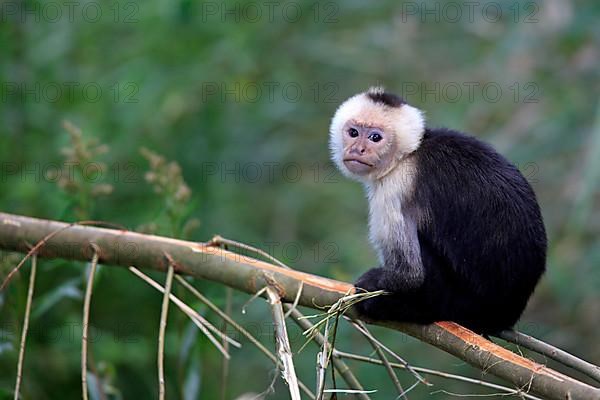 White-faced Capuchin