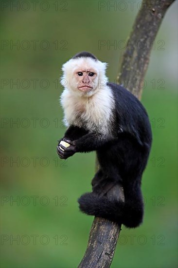 White-faced Capuchin