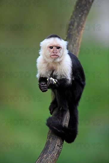 White-faced Capuchin