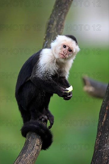 White-faced Capuchin