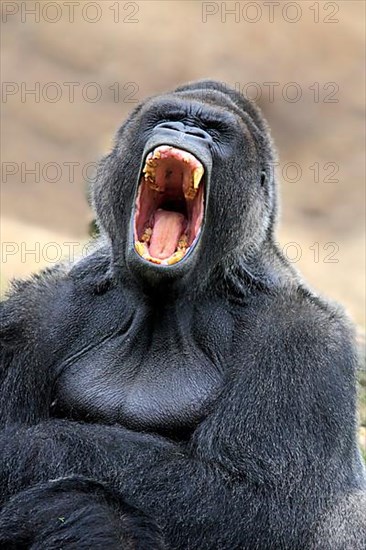 Western lowland gorilla