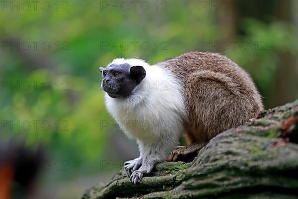 Pied tamarin