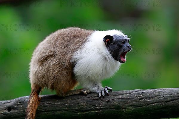 Pied tamarin