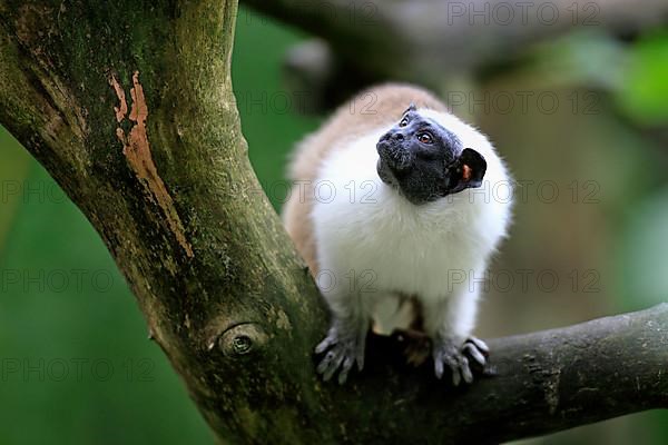 Pied tamarin