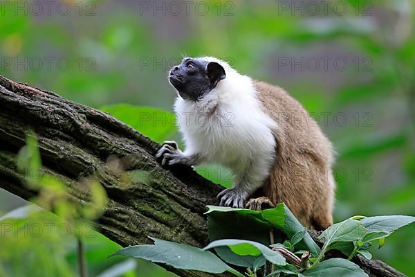 Pied tamarin