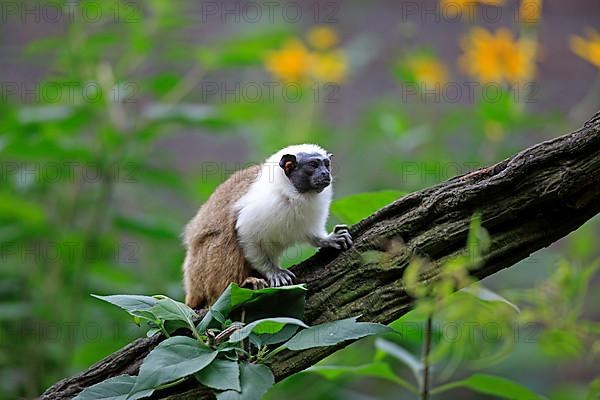 Pied tamarin