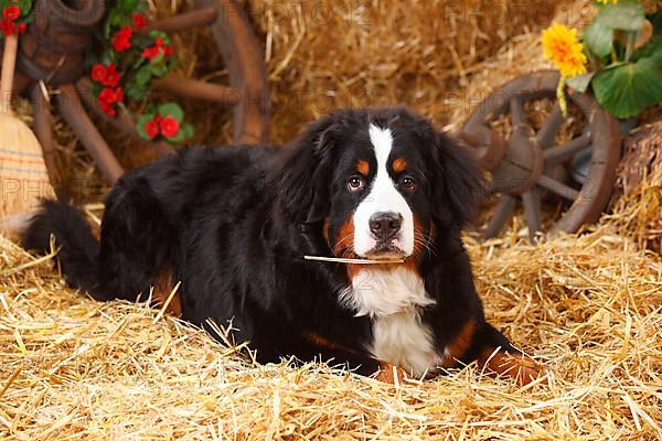 Bernese Mountain Dog