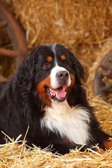 Bernese Mountain Dog