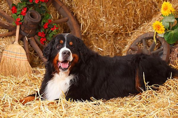 Bernese Mountain Dog