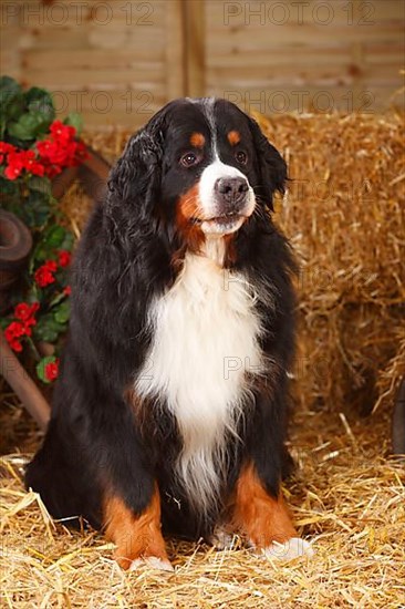 Bernese Mountain Dog