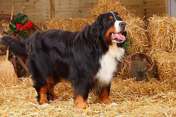 Bernese Mountain Dog