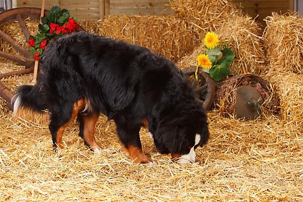 Bernese Mountain Dog