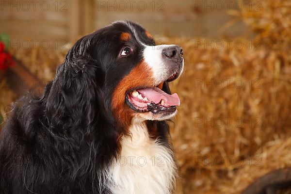 Bernese Mountain Dog