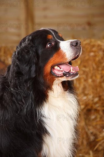 Bernese Mountain Dog