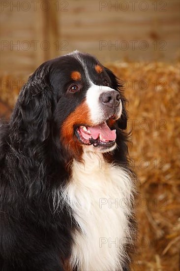 Bernese Mountain Dog