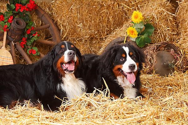 Bernese Mountain Dogs