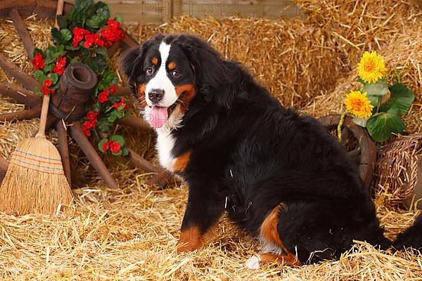 Bernese Mountain Dog