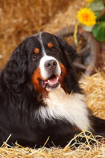 Bernese Mountain Dog