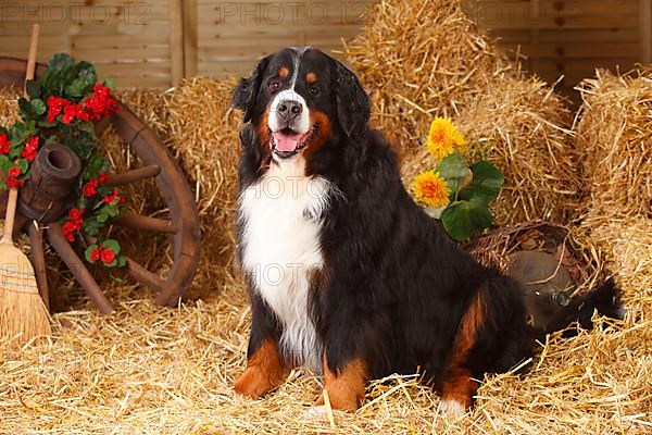 Bernese Mountain Dog