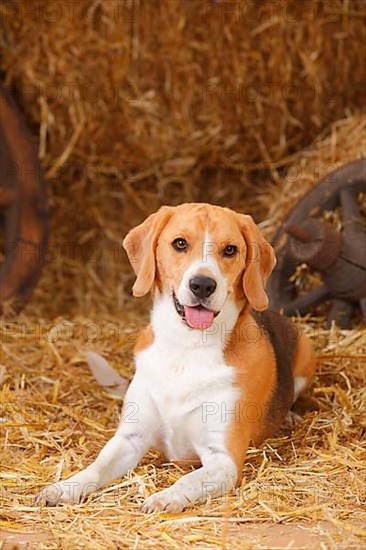 Beagle