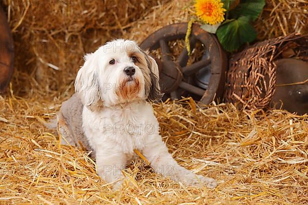 Tibetan Terrier