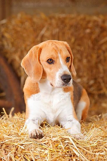 Beagle