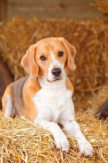 Beagle