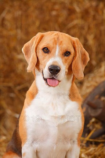 Beagle