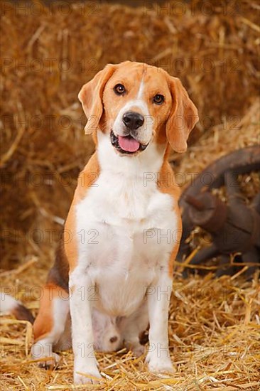 Beagle