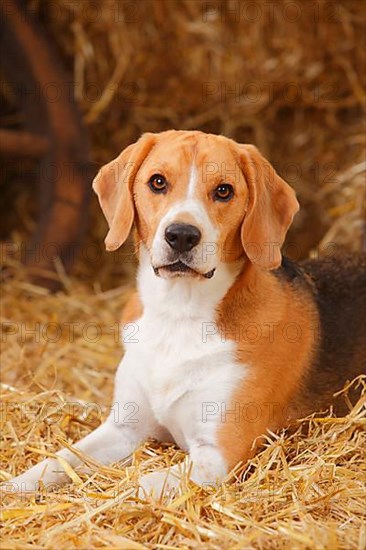 Beagle