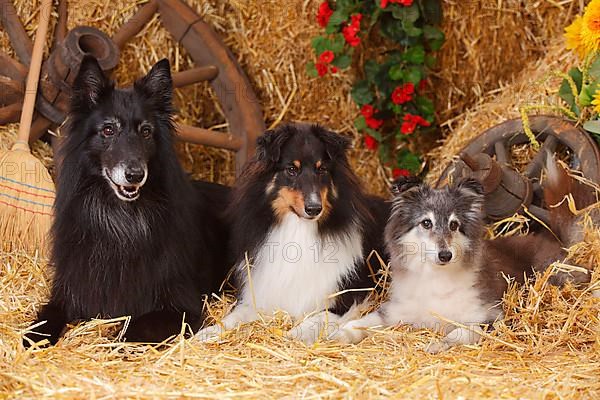 Shelties