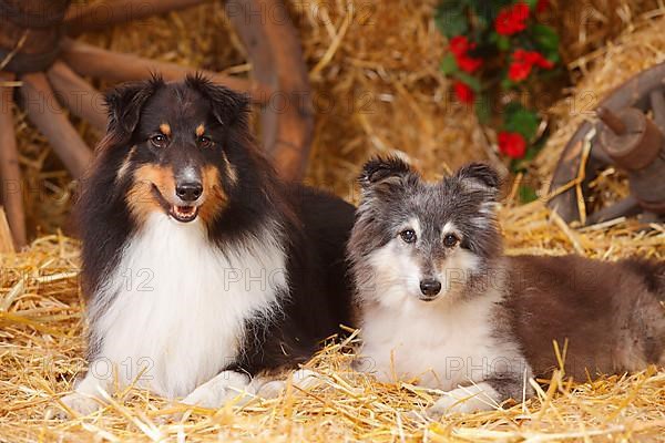 Shelties