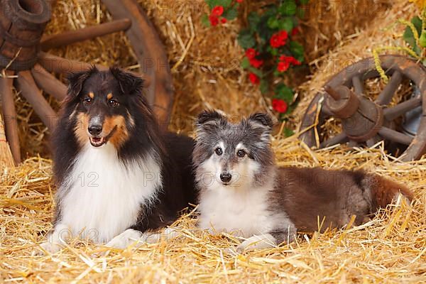 Shelties