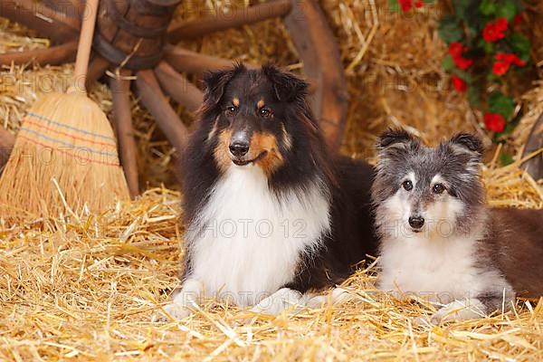 Shelties