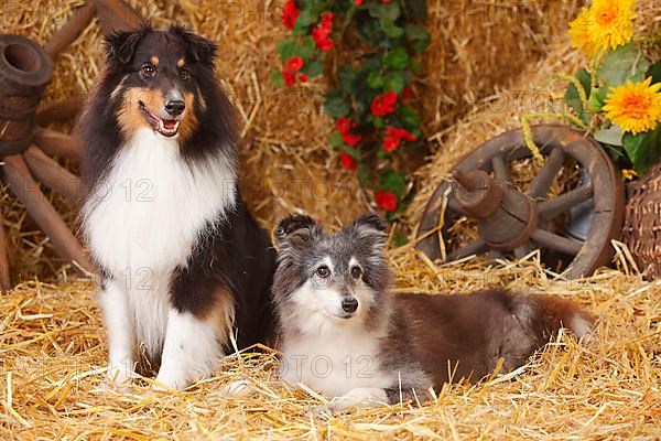 Shelties