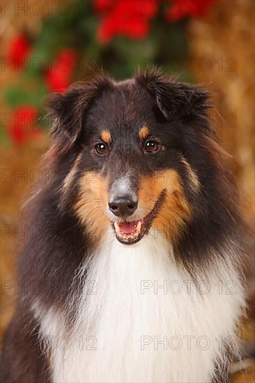 Sheltie