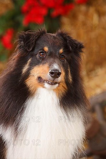 Sheltie