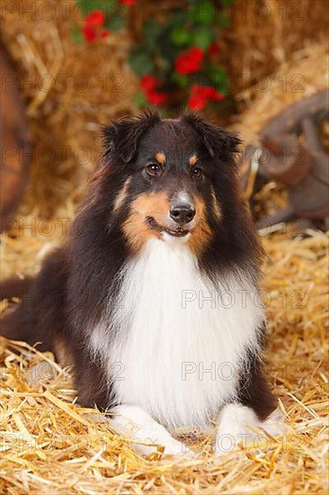 Sheltie