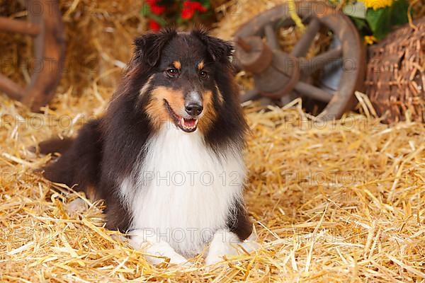 Sheltie