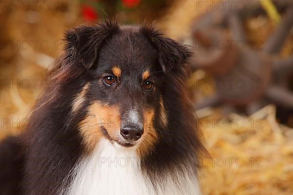 Sheltie