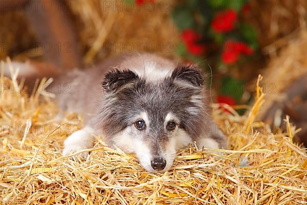 Sheltie