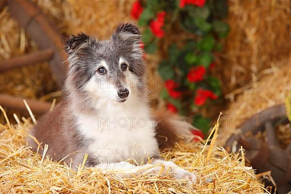 Sheltie