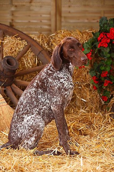 German Shorthaired Head