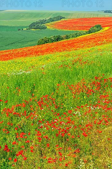 Field of red poppies